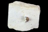 Enrolled Cyphaspis Carrolli Trilobite - Oklahoma #104106-5